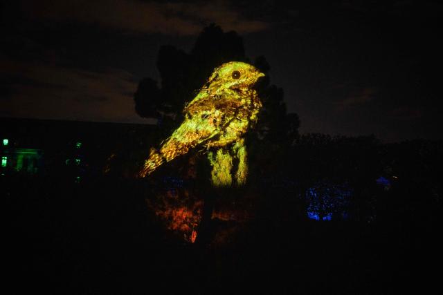 This photograph shows a 3D mapping of a bird projected onto a tree during the press preview of the exhibition entitled "Lights of Nature" at the Jardin des Plantes in Paris, on November 5, 2025. (Photo by Dimitar DILKOFF / AFP)