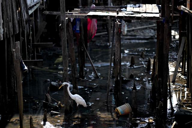 A heron walks among trash at Vila da Barca, a neighborhood of stilt houses in Belem, Para State, Brazil on November 5, 2025. (Photo by Mauro PIMENTEL / AFP)