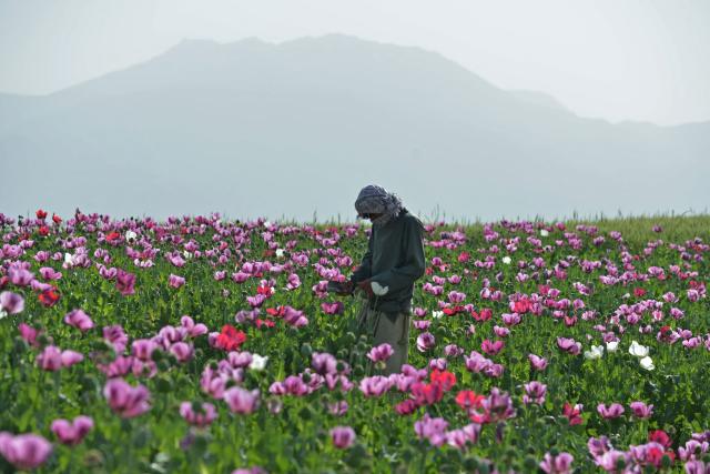 (FILES) An Afghan farmer harvests opium from a poppy field on the outskirts of Faizabad district in Badakhshan province on May 12, 2025. Opium cultivation in Afghanistan dropped by 20 percent in 2025, the United Nations said on November 6, while warning of a simultaneous surge in synthetic drug production and trafficking. (Photo by Omer ABRAR / AFP)