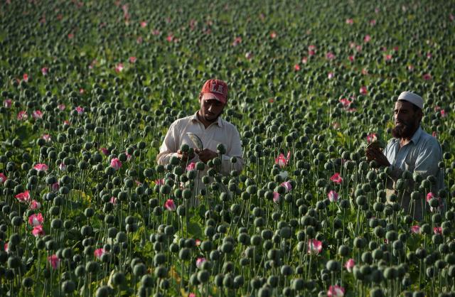 (FILES) Afghan farmers harvest opium sap from a poppy field in the Chaparhar district of Nangarhar province on April 19, 2016. Opium cultivation in Afghanistan dropped by 20 percent in 2025, the United Nations said on November 6, while warning of a simultaneous surge in synthetic drug production and trafficking. (Photo by NOORULLAH SHIRZADA / AFP)