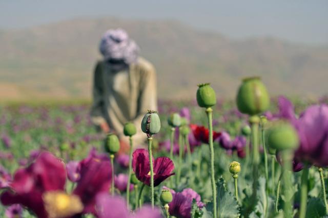 (FILES) An Afghan farmer harvests opium from a poppy field on the outskirts of Faizabad district in Badakhshan province on May 12, 2025. Opium cultivation in Afghanistan dropped by 20 percent in 2025, the United Nations said on November 6, while warning of a simultaneous surge in synthetic drug production and trafficking. (Photo by Omer ABRAR / AFP)