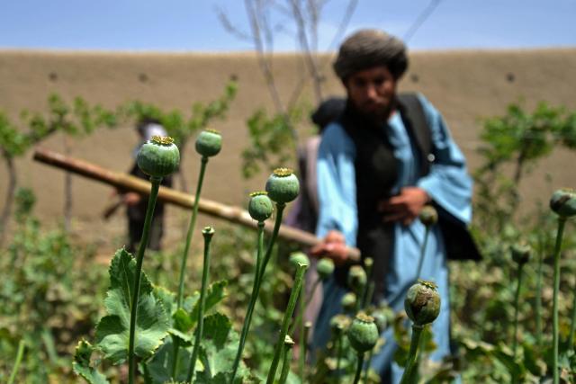 (FILES) In this photograph taken on April 11, 2023, a Taliban security personnel destroys a poppy plantation in Sher Surkh village of Kandahar province. Opium cultivation in Afghanistan dropped by 20 percent in 2025, the United Nations said on November 6, while warning of a simultaneous surge in synthetic drug production and trafficking. (Photo by Sanaullah SEIAM / AFP)