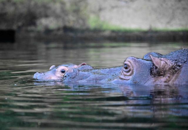 Hippo mother Nala accompanies her newborn hippo baby for its first swim in the so-called Hippo-Bay at the zoo of Berlin on November 6, 2025. The yet unnamed baby hippo was born at the end of September 2025. (Photo by Tobias SCHWARZ / AFP)