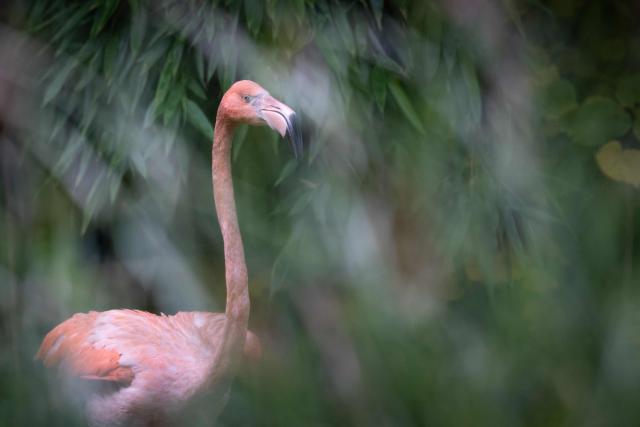 A red flamingo looks on during the annual avian influenza (HPAI) vaccination campaign, at the Parc Zoologique et Botanique de Mulhouse, eastern France, on November 6, 2025. (Photo by SEBASTIEN BOZON / AFP)