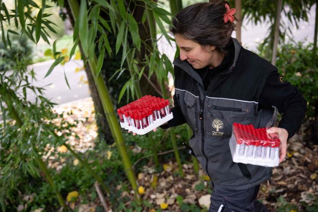 A Mulhouse zoo keeper carries animal blood samples during the annual avian influenza (HPAI) vaccination campaign, at the Parc Zoologique et Botanique de Mulhouse, eastern France, on November 6, 2025. (Photo by SEBASTIEN BOZON / AFP)