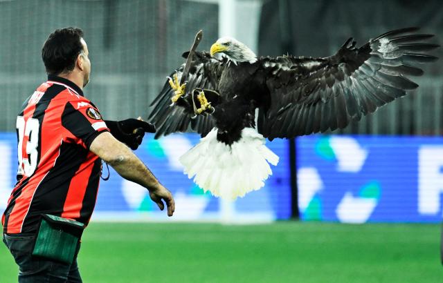 The mascot of OGC Nice the eagle "Mefi" lands on the arm of its handler ahead of the UEFA Europa League, league phase day 4, fooball match between OGC Niceand SC Freiburg at the Allianz Riviera stadium in Nice, south-eastern France, on November 6, 2025. (Photo by Frederic DIDES / AFP)