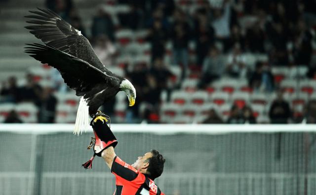 The mascot of OGC Nice the eagle "Mefi" lands on the arm of its handler ahead of the UEFA Europa League, league phase day 4, fooball match between OGC Niceand SC Freiburg at the Allianz Riviera stadium in Nice, south-eastern France, on November 6, 2025. (Photo by Frederic DIDES / AFP)
