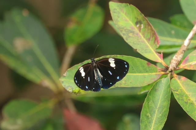 This picture taken on November 8, 2025 shows a butterfly resting on a leaf in Khao Yai National Park, some 130 kilometers north of Bangkok. (Photo by Sebastien BERGER / AFP)