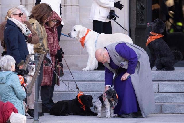 A member of the clergy greets dogs outside funeral services for Jane Goodall, the chimpanzee expert and environmentalist at the Washington National Cathedral in Washington, DC, November 12, 2025. Goodall, who transformed the study of chimpanzees and became one of the world's most revered wildlife advocates, died at the age of 91, her institute announced on October 1, 2025. (Photo by SAUL LOEB / AFP)