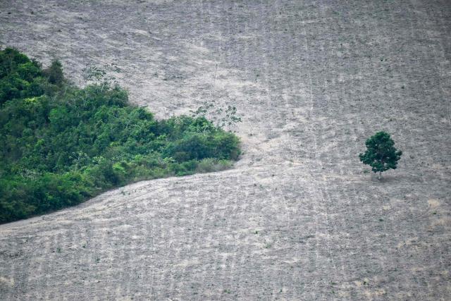 This aerial view shows a tree within a deforested area of the Amazon rainforest prepared for plantation in the surroundings of Belem, Para State, Brazil, on November 12, 2025, during the COP30 UN Climate Change Conference. (Photo by Mauro PIMENTEL / AFP)