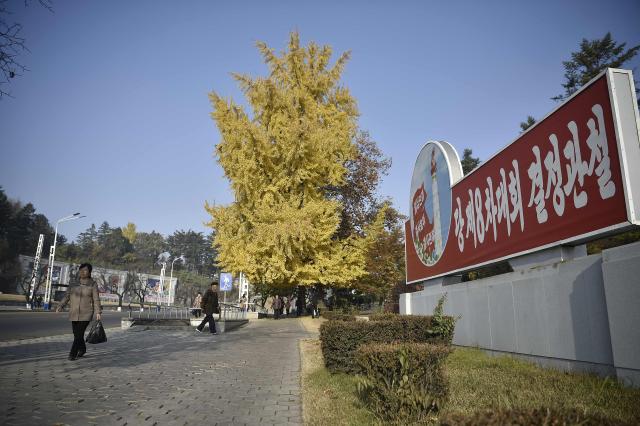 Pedestrians walk past trees with autumnal foliage along the Statue of Chollima street in Pyongyang on November 13, 2025. (Photo by KIM Won Jin / AFP)