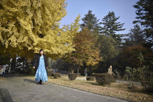 Pedestrians walk past trees with autumnal foliage along the Statue of Chollima street in Pyongyang on November 13, 2025. (Photo by KIM Won Jin / AFP)