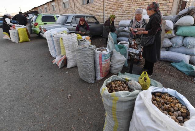 People buy and sell walnuts at a bazaar in the village of Bazar-Korgon in Kyrgyzstan's Jalal-Abad region, some 700kms from the capital Bishkek, on October 23, 2025. Rustling through fallen golden leaves, locals in a forest outside Arslanbap in the Kyrgyz mountains were scurrying for walnuts -- an ancient pastime and economic lifeline for many in the region. But the forest, the world's largest wile walnut grove, has for years been slowly fading -- hit by the overgrazing of livestock, illegal logging and rising temperatures. (Photo by VYACHESLAV OSELEDKO / AFP)