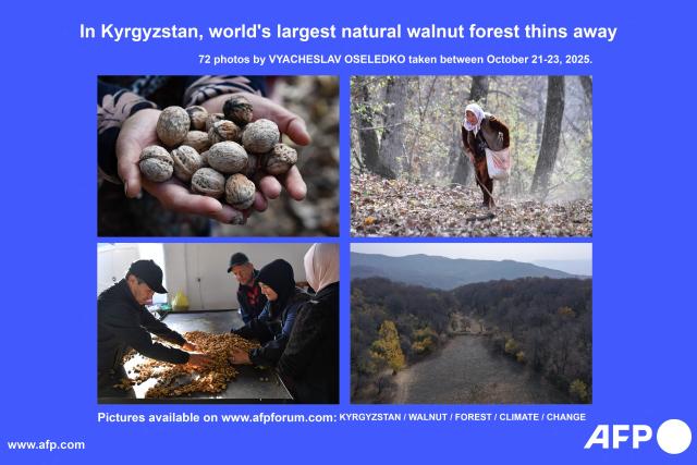 AFP presents a photo essay of 72 images by photographer VYACHESLAV OSELEDKO on the world's largest natural walnut forest in Kyrgyzstan. More images can be found. Search event ID #OUD68 for the accompanying text and video. Rustling through fallen golden leaves, locals in a forest outside Arslanbap in the Kyrgyz mountains were scurrying for walnuts -- an ancient pastime and economic lifeline for many in the region. But the forest, the world's largest wile walnut grove, has for years been slowly fading -- hit by the overgrazing of livestock, illegal logging and rising temperatures. (Photo by Vyacheslav OSELEDKO / AFP)