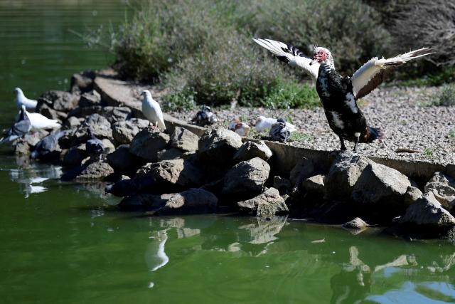 (FILES) A picture taken on September 11, 2025 shows a Muscovy duck (Cairina moschata) and pigeons in a pond of the Parque de los Principes, in Seville. Spain on November 13, 2025 extended poultry confinement measures to all its regions, after initially restricting birds to indoor enclosures in high-risk areas, the agriculture ministry said. Ducks and geese must be raised separately from other birds, and poultry will be banned from fairs, exhibitions, and cultural events. No end date has been announced. (Photo by CRISTINA QUICLER / AFP)