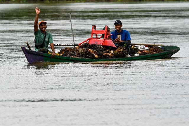 This picture taken on November 13, 2025 shows villagers transporting palm oil seeds at a riverside village in Singkil, Indonesia's southern Aceh province. (Photo by CHAIDEER MAHYUDDIN / AFP)