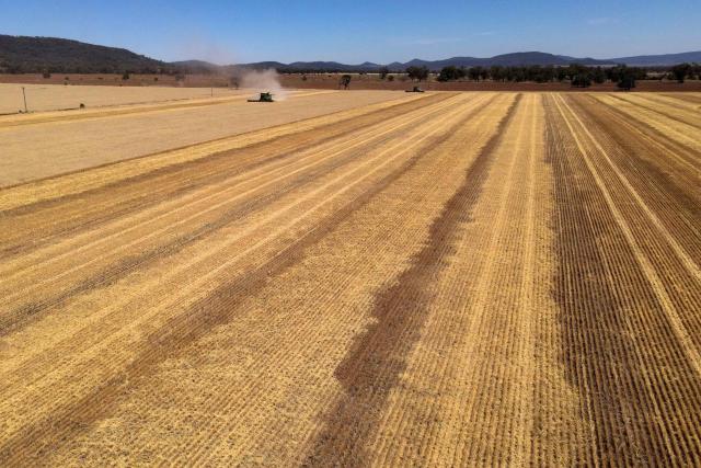 This aerial photograph taken on November 13, 2025 shows two headers harvesting wheat on a property located on the outskirts of the north-central New South Wales town of Gunnedah. (Photo by DAVID GRAY / AFP)