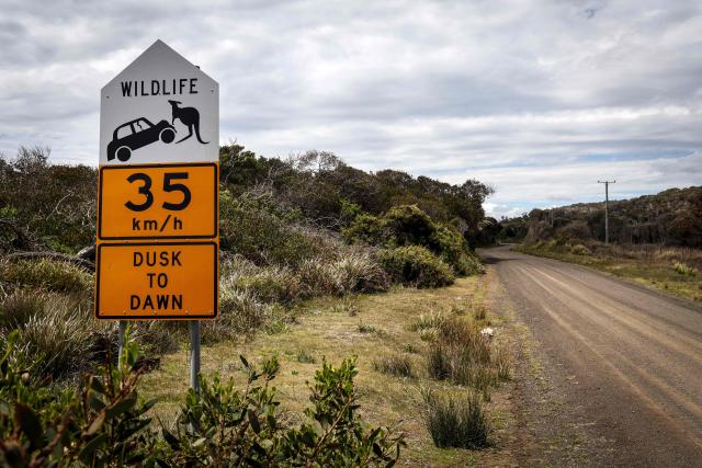 This picture taken on November 4, 2025 shows a road sign depicting a kangaroo being hit by a car on the outskirts of the Tasmanian city of Launceston. (Photo by DAVID GRAY / AFP)