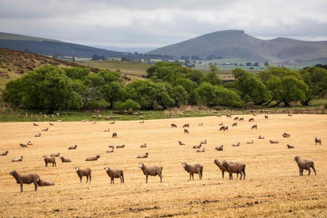 This picture taken on November 3, 2025 shows sheep in a paddock on the outskirts of the Tasmanian capital city of Hobart. (Photo by DAVID GRAY / AFP)