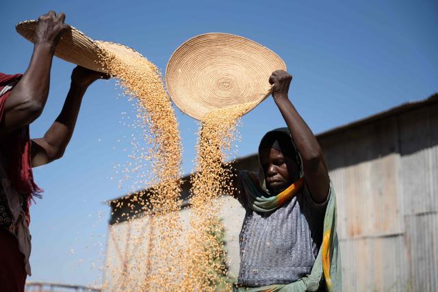 Sudanese farmers winnow wheat in the city of New Halfa, Kassala State in eastern Sudan, on November 19, 2025. (Photo by AFP)
