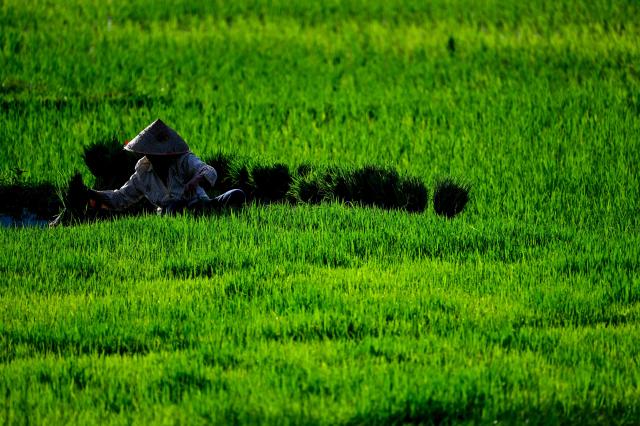 A farmer pulls rice seedlings for planting at a paddy field in Lhoknga, Aceh province on November 20, 2025. (Photo by CHAIDEER MAHYUDDIN / AFP)
