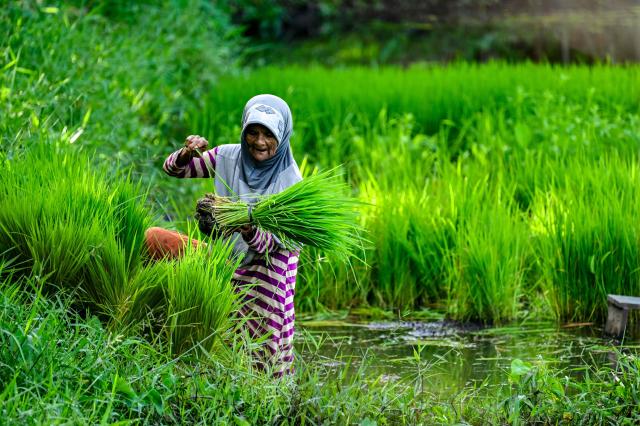 A farmer ties rice seedlings for planting at a paddy field in Lhoknga, Aceh province on November 20, 2025. (Photo by CHAIDEER MAHYUDDIN / AFP)