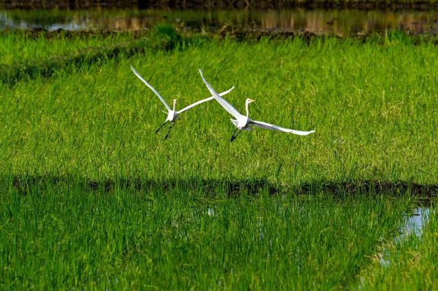Egrets fly out of a paddy field in Lhoknga, Aceh province on November 20, 2025. (Photo by CHAIDEER MAHYUDDIN / AFP)