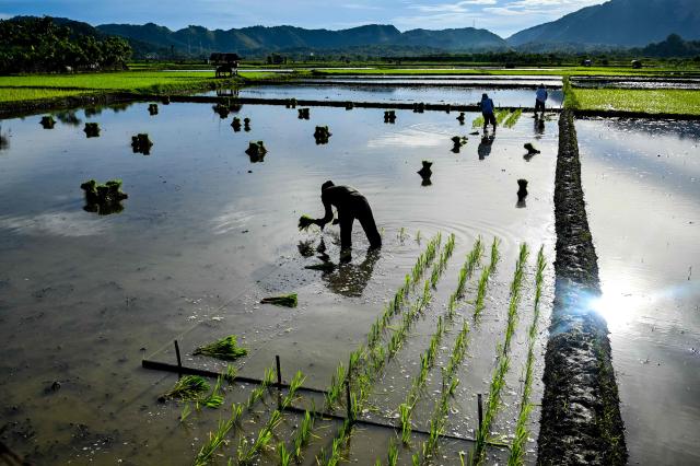 Farmers plant rice seeds at a paddy field in Lhoknga, Aceh province on November 20, 2025. (Photo by CHAIDEER MAHYUDDIN / AFP)