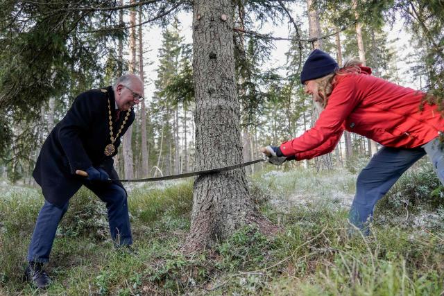 Oslo Mayor Anne Lindboe and Lord Mayor of Westminster Paul Dimoldenberg work with a saw to fell a Norwegian spruce tree (Picea abies) in a forest near Ullevalsseter sports club, Oslo, on November 21, 2025, before it will be sent to London to be set up as Christmas tree at Trafalgar Square. Oslo has gifted a Christmas tree to London as a symbolic thank-you for the support Britain gave Norway during World War II since 1947. The gift has come to represent the friendship between the two cities. (Photo by Jonas FAESTE LAKSEKJON / NTB / AFP) / Norway OUT