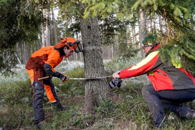 Workers fell a Norwegian spruce tree (Picea abies) in a forest near Ullevalsseter sports club, Oslo, on November 21, 2025, before it will be sent to London to be set up as Christmas tree at Trafalgar Square. Oslo has gifted a Christmas tree to London as a symbolic thank-you for the support Britain gave Norway during World War II since 1947. The gift has come to represent the friendship between the two cities. (Photo by Jonas Fæste Laksekjøn / NTB / AFP) / Norway OUT