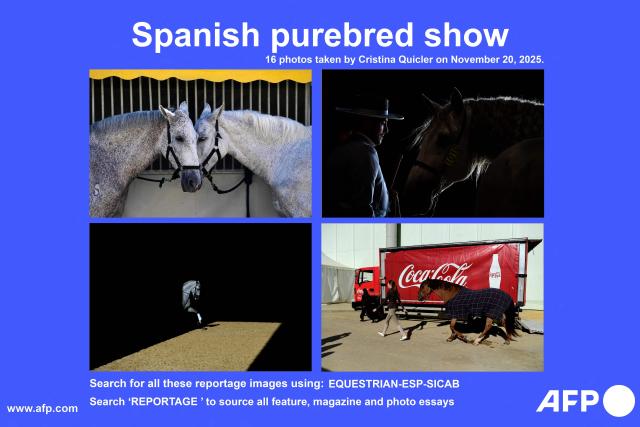 AFP presents 16 photographs by Spanish photographer Cristina Quicler taken on November 20, 2025 at the Sicab 2025 International Horse Show in Seville. Sicab 2025 International Horse Show, the largest equestrian event around the Purebred Spanish Horse in the world, marks its 35th edition this year.

Search for all these reportage images using: EQUESTRIAN-ESP-SICAB
Search ‘REPORTAGE ’ to source all feature, magazine and photo essays (Photo by Cristina Quicler / AFP)