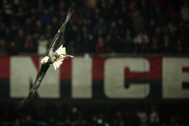 The mascot of the Nice football club, the eagle Mefi, flies above the pitch before the French L1 football match between OGC Nice and Olympique de Marseille (OM) at the Allianz Riviera stadium in Nice, south-eastern France, on November 21, 2025. (Photo by Valery HACHE / AFP)