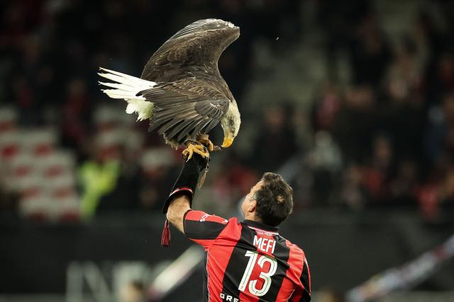 A falconer carries the mascot of the Nice football club, the eagle Mefi, before the French L1 football match between OGC Nice and Olympique de Marseille (OM) at the Allianz Riviera stadium in Nice, south-eastern France, on November 21, 2025. (Photo by Valery HACHE / AFP)