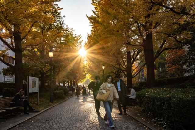 Pedestrians walking under ginkgo trees in autumn colours in Chuo district of Tokyo on November 21, 2025. (Photo by Philip FONG / AFP)