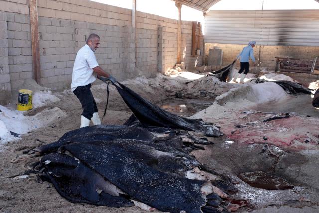 A tanner places an animal hide on top of others to be covered in salt extracted from Lake Najaf or Bahr Al-Najaf (Najaf Sea), an inland lake in southern Iraq, some 10 kilometers southwest of the Iraqi city of Najaf on November 22, 2025. Known as the Najaf Sea, the inland lake has lost more than 10,000 acres of its surface water according to local environmentalists. The waters, once one of the most important water resources in central Iraq, is deteriorating reflecting a broader pattern of water scarcity driven by upstream damming, climate change, and reduced rainfall. (Photo by Qassem al-KAABI / AFP)
