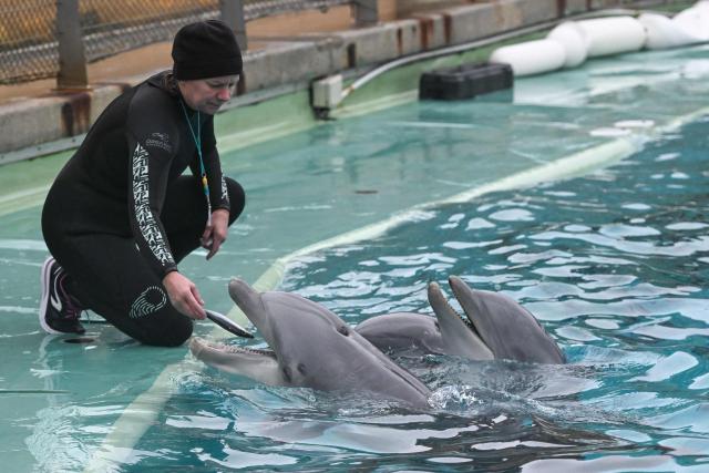 Dolphins perform during a show at the Planete Sauvage park in Port-Saint-Pere, western France, on November 23, 2025. Activists from the French animal rights NGO One Voice organized a rally at the Planete Sauvage park on November 23, 2025 to protest against the transfer of its 11 dolphins to Beauval Zoo and call for an end to dolphin captivity. (Photo by Sebastien Salom-Gomis / AFP)