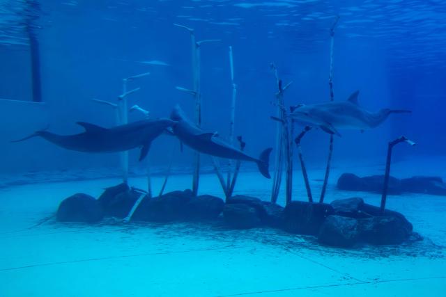 Dolphins perform during a show at the Planete Sauvage park in Port-Saint-Pere, western France, on November 23, 2025. Activists from the French animal rights NGO One Voice organized a rally at the Planete Sauvage park on November 23, 2025 to protest against the transfer of its 11 dolphins to Beauval Zoo and call for an end to dolphin captivity. (Photo by Sebastien Salom-Gomis / AFP)