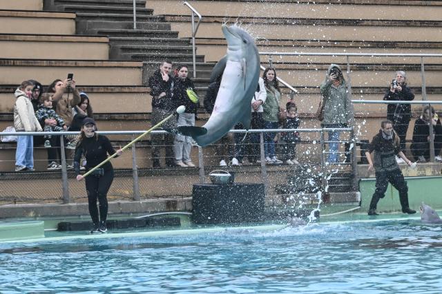 A dolphin performs during a show at the Planete Sauvage park in Port-Saint-Pere, western France, on November 23, 2025. Activists from the French animal rights NGO One Voice organized a rally at the Planete Sauvage park on November 23, 2025 to protest against the transfer of its 11 dolphins to Beauval Zoo and call for an end to dolphin captivity. (Photo by Sebastien Salom-Gomis / AFP)
