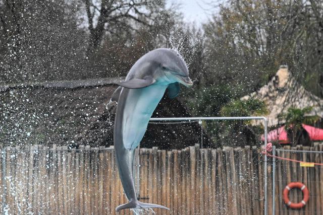 A dolphin performs during a show at the Planete Sauvage park in Port-Saint-Pere, western France, on November 23, 2025. Activists from the French animal rights NGO One Voice organized a rally at the Planete Sauvage park on November 23, 2025 to protest against the transfer of its 11 dolphins to Beauval Zoo and call for an end to dolphin captivity. (Photo by Sebastien Salom-Gomis / AFP)
