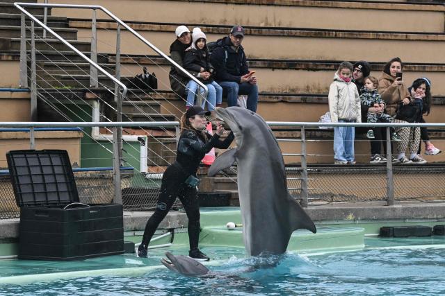 Dolphins perform during a show at the Planete Sauvage park in Port-Saint-Pere, western France, on November 23, 2025. Activists from the French animal rights NGO One Voice organized a rally at the Planete Sauvage park on November 23, 2025 to protest against the transfer of its 11 dolphins to Beauval Zoo and call for an end to dolphin captivity. (Photo by Sebastien Salom-Gomis / AFP)
