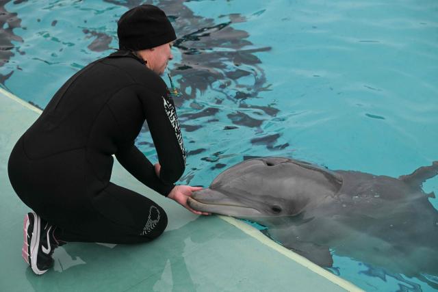 A dolphin performs during a show at the Planete Sauvage park in Port-Saint-Pere, western France, on November 23, 2025. Activists from the French animal rights NGO One Voice organized a rally at the Planete Sauvage park on November 23, 2025 to protest against the transfer of its 11 dolphins to Beauval Zoo and call for an end to dolphin captivity. (Photo by Sebastien Salom-Gomis / AFP)