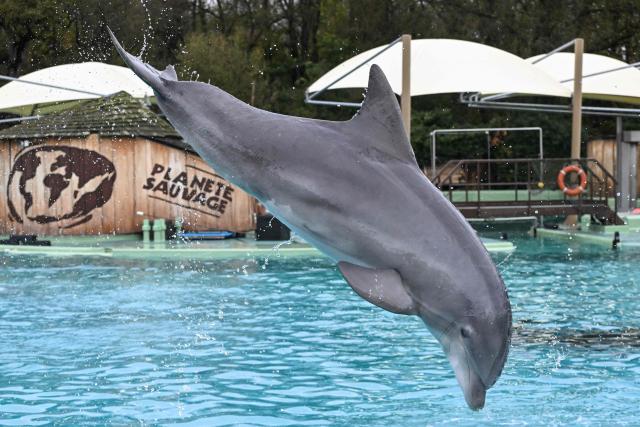 A dolphin performs during a show at the Planete Sauvage park in Port-Saint-Pere, western France, on November 23, 2025. Activists from the French animal rights NGO One Voice organized a rally at the Planete Sauvage park on November 23, 2025 to protest against the transfer of its 11 dolphins to Beauval Zoo and call for an end to dolphin captivity. (Photo by Sebastien Salom-Gomis / AFP)