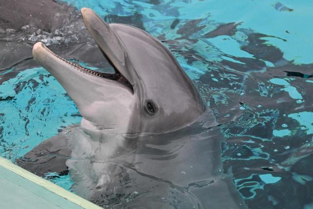 A dolphin performs during a show at the Planete Sauvage park in Port-Saint-Pere, western France, on November 23, 2025. Activists from the French animal rights NGO One Voice organized a rally at the Planete Sauvage park on November 23, 2025 to protest against the transfer of its 11 dolphins to Beauval Zoo and call for an end to dolphin captivity. (Photo by Sebastien Salom-Gomis / AFP)