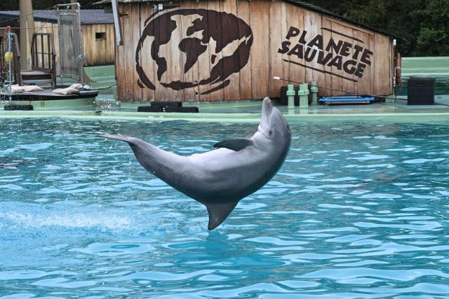 A dolphin performs during a show at the Planete Sauvage park in Port-Saint-Pere, western France, on November 23, 2025. Activists from the French animal rights NGO One Voice organized a rally at the Planete Sauvage park on November 23, 2025 to protest against the transfer of its 11 dolphins to Beauval Zoo and call for an end to dolphin captivity. (Photo by Sebastien Salom-Gomis / AFP)