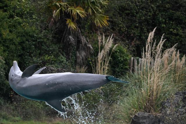 A dolphin performs during a show at the Planete Sauvage park in Port-Saint-Pere, western France, on November 23, 2025. Activists from the French animal rights NGO One Voice organized a rally at the Planete Sauvage park on November 23, 2025 to protest against the transfer of its 11 dolphins to Beauval Zoo and call for an end to dolphin captivity. (Photo by Sebastien Salom-Gomis / AFP)