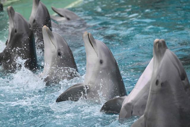 Dolphins perform during a show at the Planete Sauvage park in Port-Saint-Pere, western France, on November 23, 2025. Activists from the French animal rights NGO One Voice organized a rally at the Planete Sauvage park on November 23, 2025 to protest against the transfer of its 11 dolphins to Beauval Zoo and call for an end to dolphin captivity. (Photo by Sebastien Salom-Gomis / AFP)