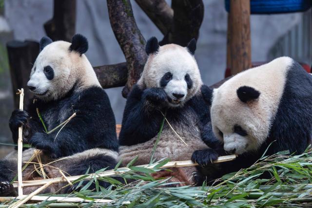 Giant pandas Yu Ai, Qi Sanmei, and Liang Yue eat at Chongqing Zoo in Chongqing, Southwestern China on November 23, 2025. (Photo by AFP) / China OUT