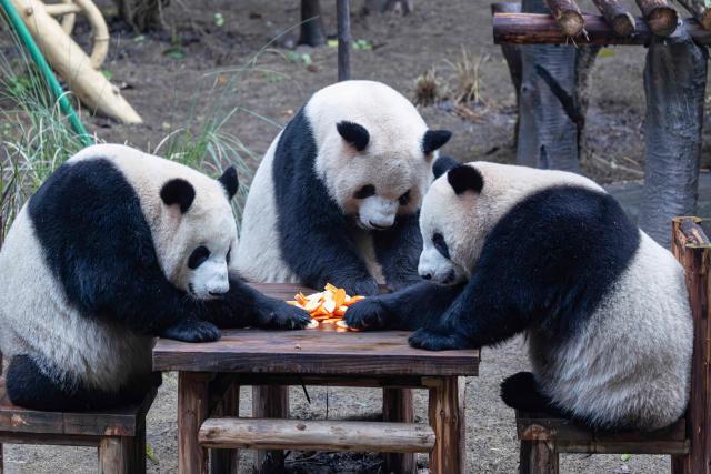 Giant pandas Yu Ai, Qi Sanmei, and Liang Yue eat at Chongqing Zoo in Chongqing, Southwestern China on November 23, 2025. (Photo by AFP) / China OUT