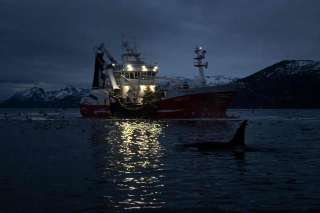 TOPSHOT - An Orca (Killer Whale) patrols around a fishing boat during the polar night near Spildra Island, Northern Norway, on November 5, 2025. Between October and January billion of herrings gather in northern Norway fjords to feed. Orcas and Humpback whales chase them to meet their needs of fat and proteins. (Photo by Olivier MORIN / AFP)