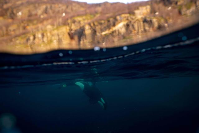 TOPSHOT - An Orca (Killer Whale) chases a baitball of herrings near Spildra Island, Northern Norway, on November 4, 2025. Between October and January billion of herrings gather in northern Norway fjords to feed. Orcas and Humpback whales chase them to meet their needs of fat and proteins. (Photo by Olivier MORIN / AFP)